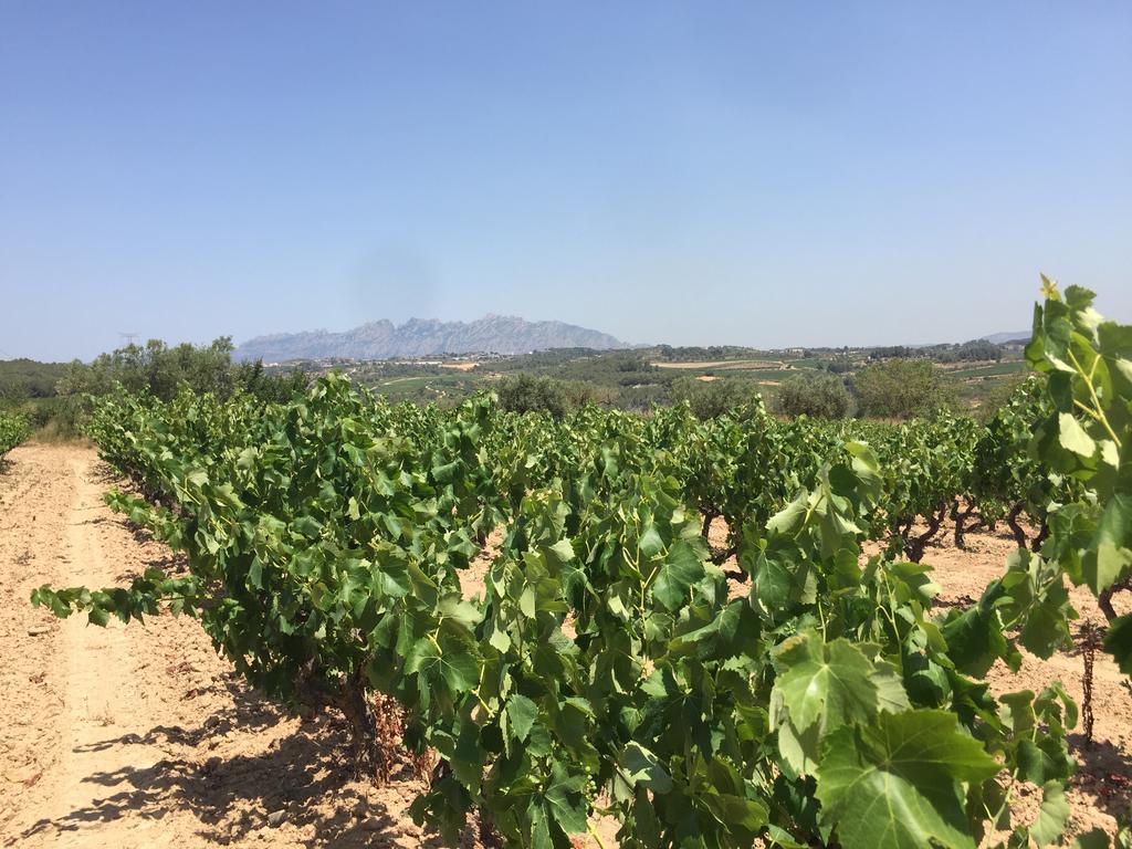 Masia Can Canyes & Spa San Lorenzo de Hortóns Εξωτερικό φωτογραφία